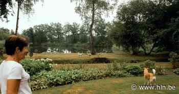 Op bezoek in Zonhoven, de natste plek van Vlaanderen: “Nat? Heb je mijn gras al eens goed bekeken? We springen een gat in de lucht bij elk druppeltje regen” - Het Laatste Nieuws