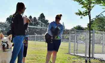 'Not the location for it': New dog park in Alliston neighbourhood leaves many residents barking mad - simcoe.com
