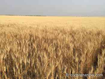 Bullish wheat market ahead - CochraneNow.com