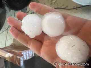 Significant crop damage reported in recent storms - CochraneNow.com