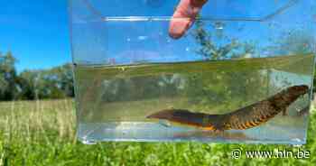 Natuurpunt organiseert 'Honegem Special voor kinderen' - Het Laatste Nieuws