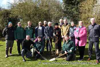East Riding of Yorkshire Community Tree Planting Fund now open - here's how to apply - The Scarborough News