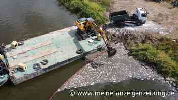 Fischsterben in der Oder: Labor prüft Proben – giftige Algen könnten der Grund sein