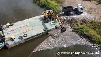 Fischsterben in der Oder: Labor prüft Proben – giftige Algen könnten der Grund sein