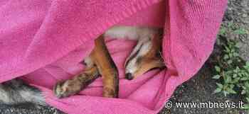 Volpe investita a Monza, gli animalisti: “Serve un centro recupero animali selvatici” - MBNews