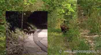 Cinghiali ed orsi a spasso sulle strade di Sora e Alvito - ilmessaggero.it