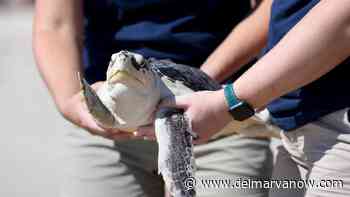 Assateague gets 1st sea turtle release since start of the coronavirus pandemic: PHOTOS - Delmarva Now