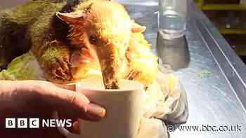 Anteater rescued from wildfire by Bolivian firefighters