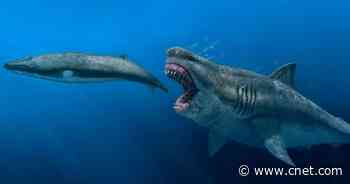 Extinct Megalodon Sharks Gorged on Prey the Size of Killer Whales     - CNET