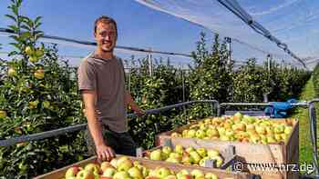 Ernte Rees: So schützt Vriendshof die Äpfel vor Sonnenbrand - NRZ News
