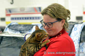 Hundreds of cats compete for top honours at Langley rec centre - Aldergrove Star