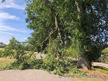 Wegen Trockenheit: Stemwede warnt vor abbrechenden Ästen - Radio Westfalica