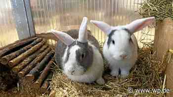 Siegen: Diese süßen Kaninchen suchen ein neues Zuhause - WP News