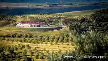 Agricultural Entrepreneur Has Sights Set on Brazil's Olive Oil Sector - Olive Oil Times