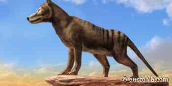 Austin entrepreneur teams up with Australian researchers to resurrect the Tasmanian tiger - Austonia