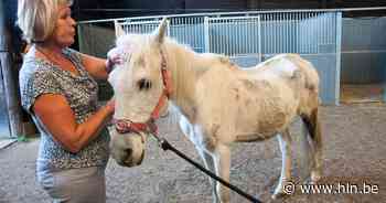 29.661 euro financiële steun voor dierenasiel The Old Horses Lodge - Het Laatste Nieuws