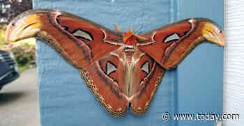 One of the world's largest moths found in U.S. for the first time, officials say