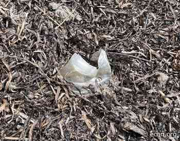 URI Team Studying Microplastics in Rhode Island Waters - ecoRI news