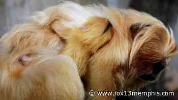 Rhode Island zoo welcomes baby golden lion tamarin - FOX13 Memphis