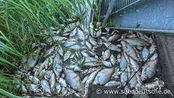 Tiere - Bad Saarow - Unterschiedliche Auffassungen zu Krisenmanagement an Oder - Wissen - SZ.de - Süddeutsche Zeitung - SZ.de