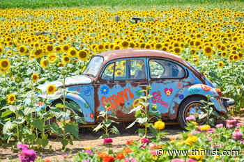 Get Lost in an Ocean of 500,000 Sunflowers at This New Jersey Farm - Thrillist