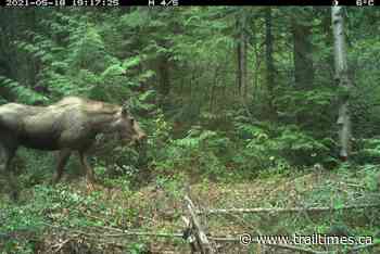 Wildlife fencing project to go ahead near Sparwood - Trail Times