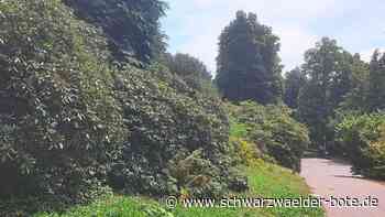 Natur in Schramberg - So geht die Verwaltung mit der anhaltenden Trockenheit um - Schwarzwälder Bote