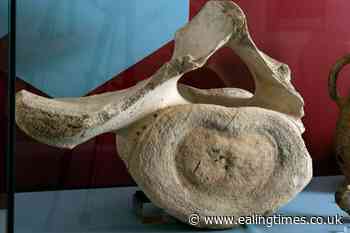 Medieval whale bone discovered at inland castle goes on display - Ealing Times