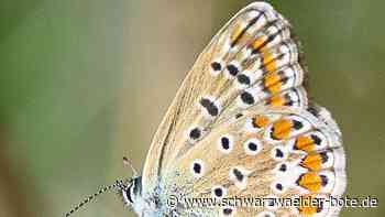 Natur in Schramberg - Welt der Schmetterlinge im Eichbachtal erkunden - Schwarzwälder Bote