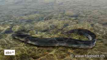 Hitzesommer: Tote Aale treiben vor Konstanz - St.Galler Tagblatt