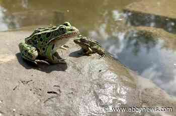 Team releases endangered northern leopard frog tadpoles into B.C. wetlands