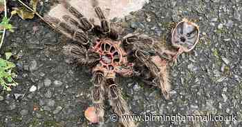 Fears 'bird-eating tarantula' on loose after 'skin' found in Sutton Coldfield alley - Birmingham Live