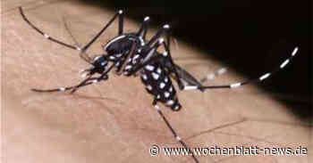 Asiatische Tigermücke erstmals in Konstanz gesichtet - WOCHENBLATT