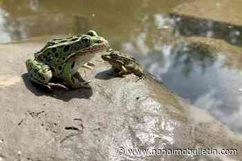 Team releases endangered northern leopard frog tadpoles into B.C. wetlands