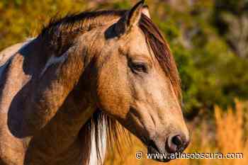 A Caribbean ‘Cow’ Tooth Could Solve the Mystery of the Chincoteague Ponies - Atlas Obscura