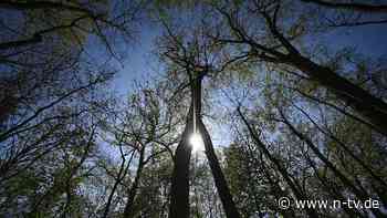 Sachsen-Anhalt: Protestcamp im Losser Forst: Ende der Versammlung - n-tv.de - n-tv NACHRICHTEN