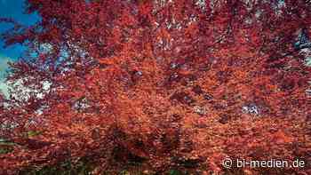 Waldboden-Pflege für gesunde Forst-Bestände mit Mykorrhizen - B_I galabau