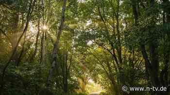 Berlin & Brandenburg: Landesbetrieb Forst erwartet mehr Saatgut für Bäume - n-tv.de - n-tv NACHRICHTEN
