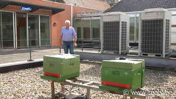 Diest stelt stadhuis open voor Open Monumentendag mét bezoek aan de bijen op het dak: "Mensen kennen het nu van de bijen niet" - ROB-tv