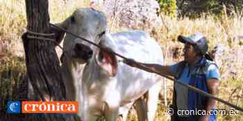 Más de 99.500 bovinos vacunados en la provincia Loja - Diario Crónica (Ecuador)