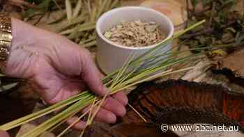 'Fear of being exploited' and other barriers limiting Aboriginal involvement in bush food industry