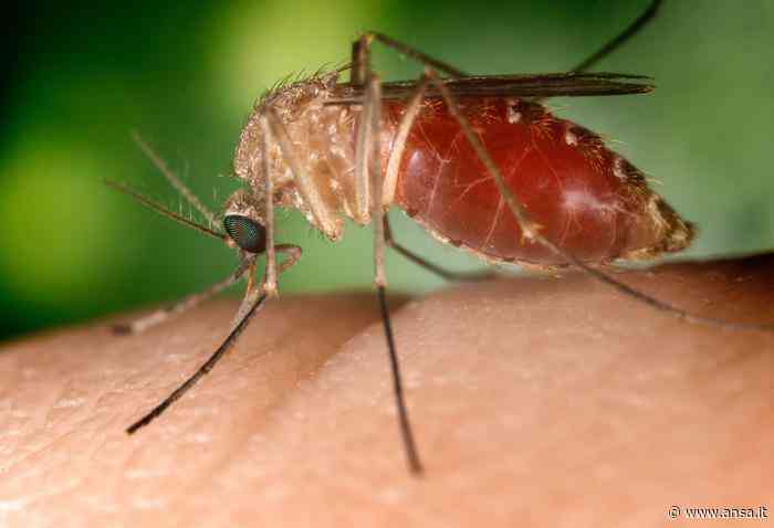 West Nile: secondo caso in Toscana, è un 79enne di Pescia - Agenzia ANSA