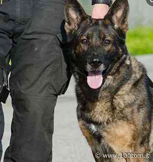 Chieri. Corso introduttivo all’attività di unità cinofila da soccorso - CentoTorri