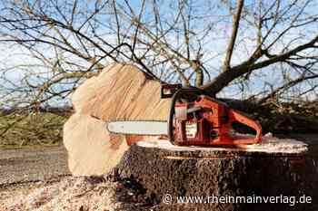 Baumgutachten: Sicherungsfällungen in Bischofsheim unausweichlich - Rhein Main Verlag