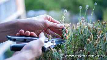 Stecklinge: So vermehrt man seine Sommerblumen