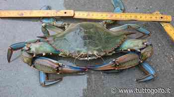 Formia: Il Granchio Blu avvistato nelle acque antistanti il Villaggio Don Bosco » Tuttogolfo - Tutto Golfo