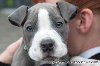 Scottish SPCA issue plea for animal foster carers - Barrhead News