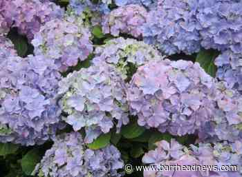 Perennials: What are they and how to grow them? - Barrhead News