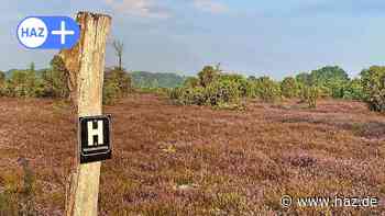 Wo die Lüneburger Heide am schönsten blüht - Barometer gibt Auskunft - HAZ