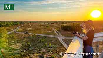 Kyritz: Wenn die Heide blüht - Berliner Morgenpost